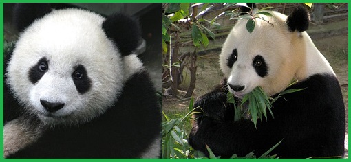 パンダの主食は 笹の葉 正解ですが 実は小動物も食てべます プチネタプラネット